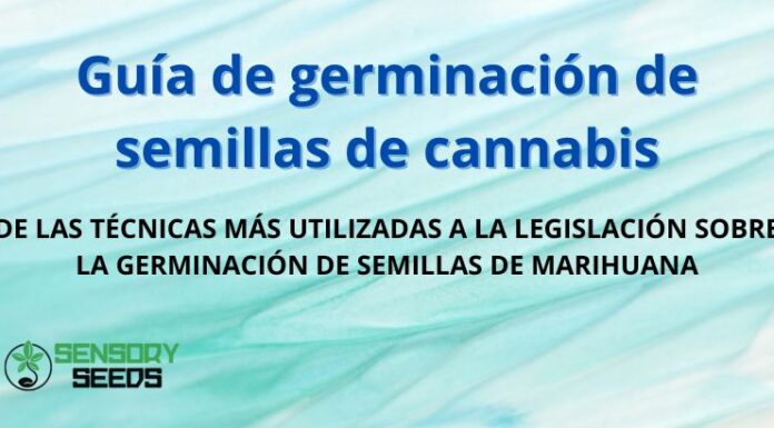 ¿Cómo se feminizan las semillas de cannabis? Guía paso a paso