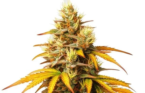 ¿Cómo cultivar Hellfire OG feminizada? Fuego puro para tus sentidos