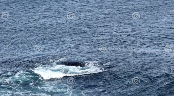 Bahrain’s Feminist Undercurrent: The Second Wave in a Conservative Gulf