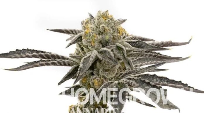 ¿Cómo cultivar Amnesia Blue Head Band feminizada? Intensidad azul