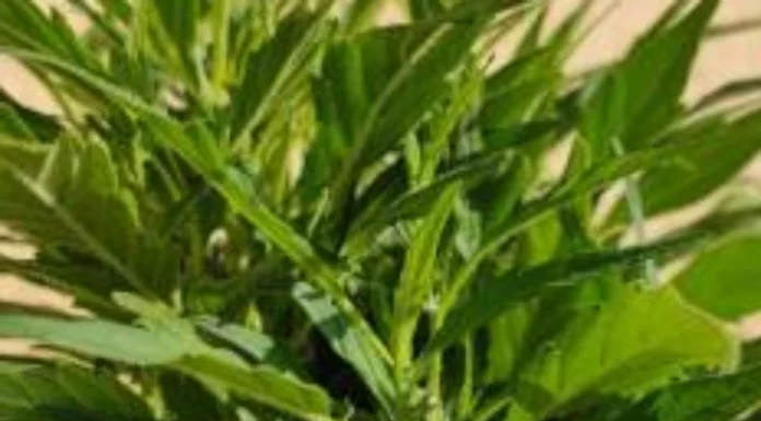 ¿Cómo cultivar Purple Star Killer feminizada? Una estrella potente en tu jardín