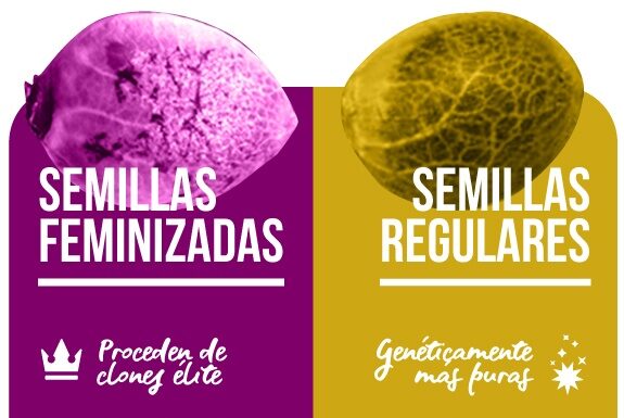 ¿Valen la pena las semillas feminizadas? Opiniones de cultivadores