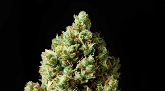 ¿Cómo cultivar CBD Jack Herer feminizada? El equilibrio perfecto