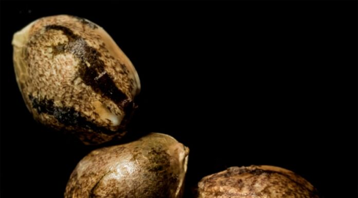 ¿Cómo cultivar Kosher Kush feminizada? La variedad más premiada