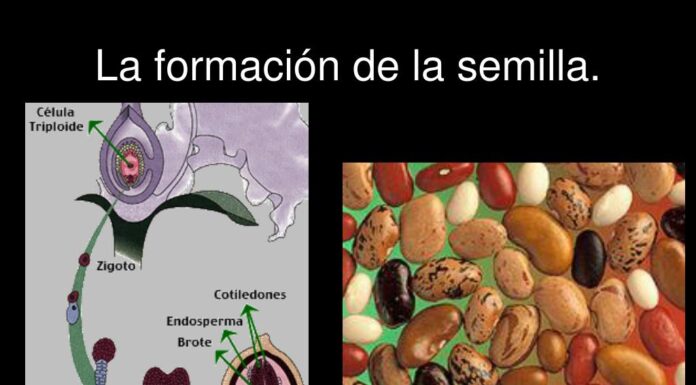 ¿Cómo feminizan las semillas? Métodos y explicaciones