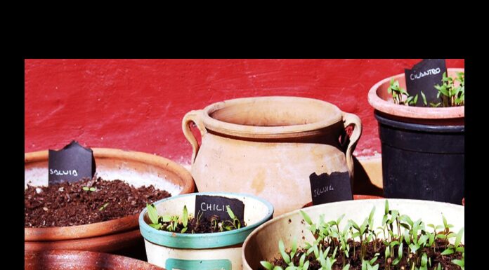 Cómo cultivar Tijuana Feminizada paso a paso