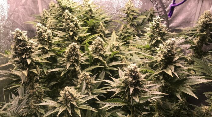 ¿Cómo cultivar OG Kush x Diesel feminizada? Combustible potente para tu alma