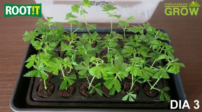 ¿Puedes tomar esquejes de semillas feminizadas? Manual de clonación