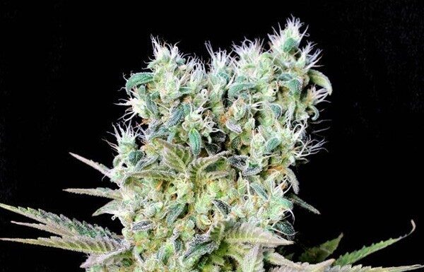 ¿Cómo cultivar Northern Lights x Skunk feminizada? Producción asegurada y resistencia