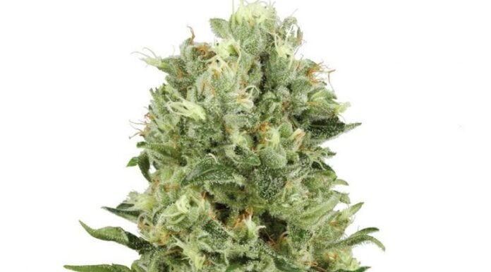 ¿Cómo cultivar Skunk x Northern Lights feminizada? Poder híbrido en tu jardín