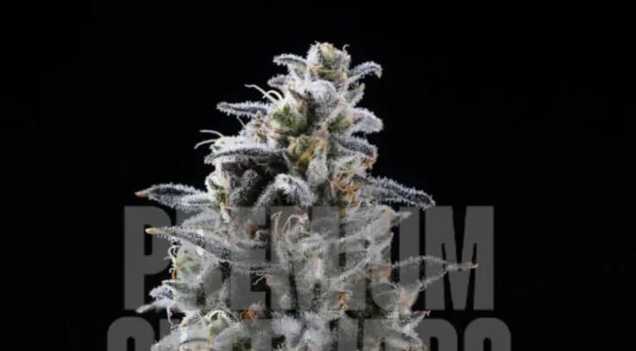 ¿Cómo cultivar Blackberry Kush feminizada? Dulzura y relajación