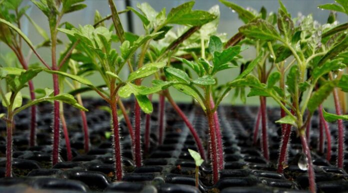 ¿Cómo cultivar semillas no feminizadas? Técnicas y cuidados esenciales