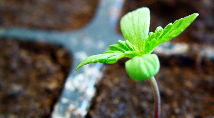 ¿Se puede sembrar una planta de cannabis feminizada? Lo que debes saber