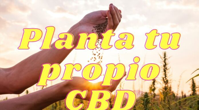 ¿Cómo cultivar CBD Harlequin feminizada? Relajación para el día a día