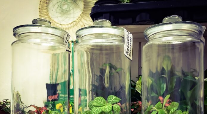 ¿Cómo cultivar Crystal feminizada? Belleza brillante en tu cultivo