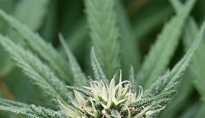 ¿Cómo cultivar Skunk x Mazar feminizada? Fuerza afgana y aroma intenso