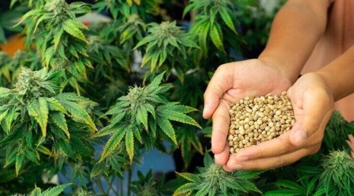 ¿Autoflorecientes vs. semillas feminizadas? Comparativa rápida