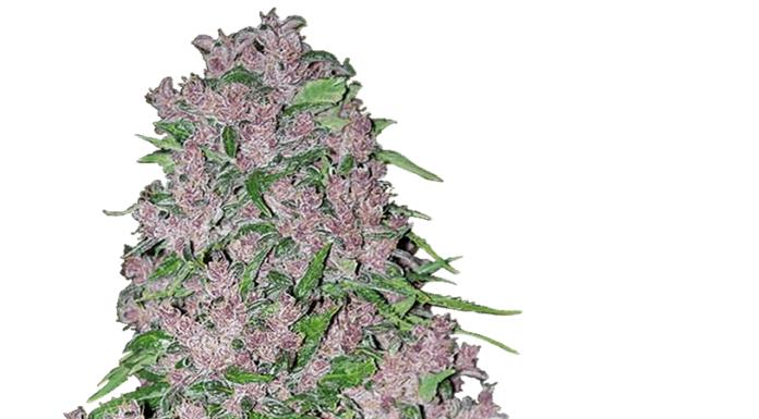 ¿Cómo cultivar Purple Punch feminizada? Golpe dulce directo al paladar