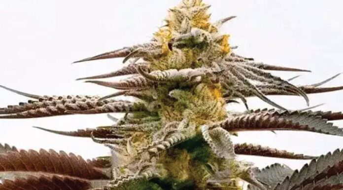 ¿Cómo cultivar Purple Kush x White Russian feminizada? Potencia híbrida para expertos