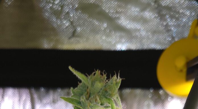 ¿Cómo cultivar Chronic Widow feminizada? Fortaleza y producción aseguradas