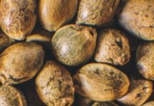 ¿Son todas las semillas autoflorecientes feminizadas? Lo que debes saber