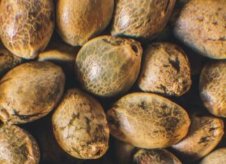 ¿Son todas las semillas autoflorecientes feminizadas? Lo que debes saber