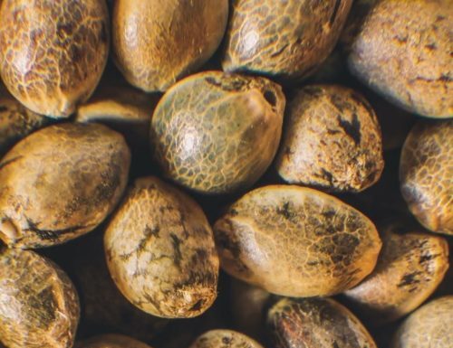 ¿Son todas las semillas autoflorecientes feminizadas? Lo que debes saber