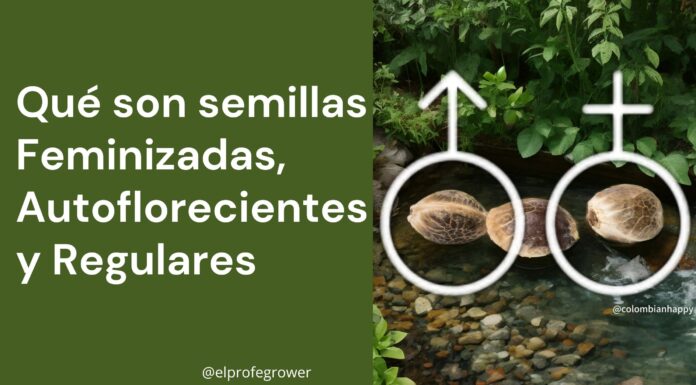 ¿Las semillas feminizadas producen machos? Realidad o mito
