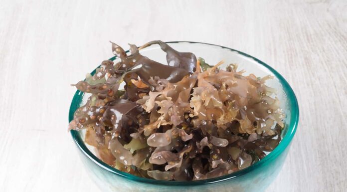 Can Pregnant Women Take Sea Moss? Superfood or Pregnancy Concern?