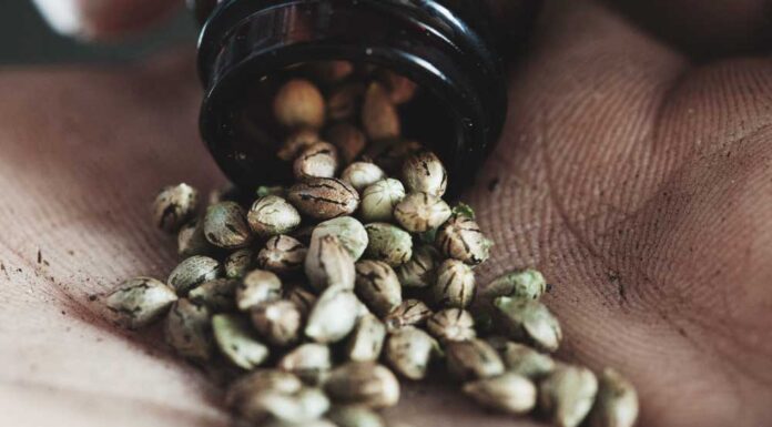 ¿Cómo se feminizan las semillas de marihuana? Técnicas principales