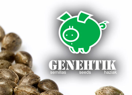 ¿Dónde comprar semillas feminizadas de cannabis? Opciones seguras