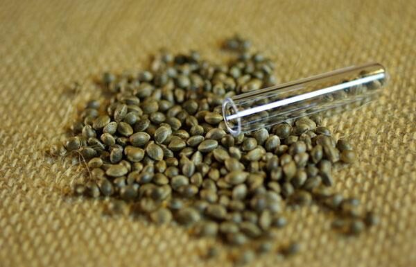 ¿Autofloreciente vs. feminizada? ¿Qué tipo de semilla te conviene?