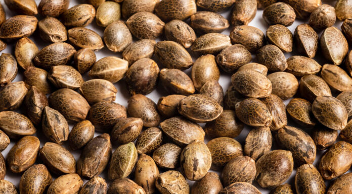 ¿Cómo obtener semillas feminizadas? Tips de éxito