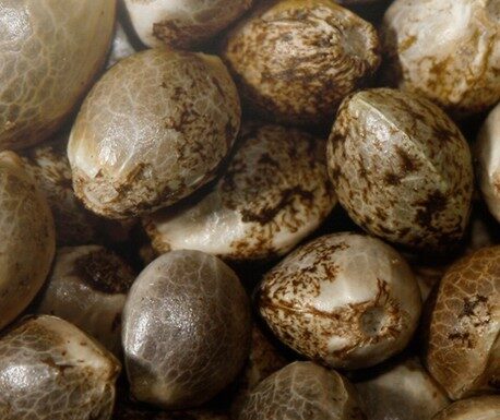 ¿Cómo feminizar semillas de marihuana? El arte de seleccionar