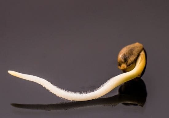 ¿Las semillas hermi son feminizadas? Conoce los riesgos