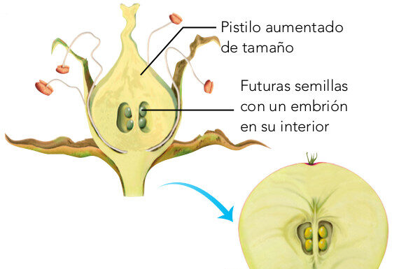 ¿Cómo se feminizan las semillas? Métodos usados por cultivadores