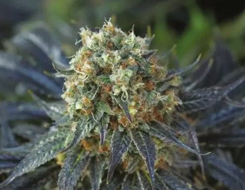 ¿Cómo cultivar Siberian Snow feminizada? Resistencia extrema y sabores frescos