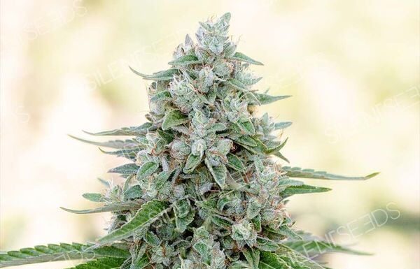 ¿Cómo cultivar Critical x Amnesia feminizada? Lo mejor de dos mundos