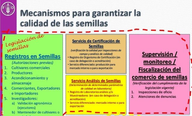 ¿Cómo garantizan los comerciantes semillas feminizadas? Verificación y calidad