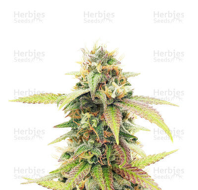 ¿Cómo cultivar Skywalker Ghost x Triangle Kush feminizada? Viaje interestelar cannábico