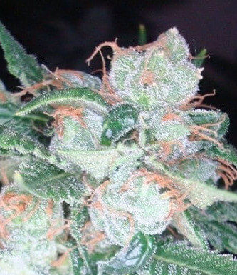 ¿Cómo cultivar Diesel feminizada? Potencia de sabor y efectos duraderos