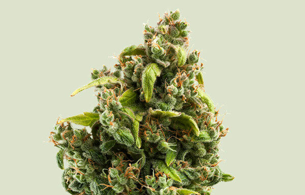 ¿Cómo cultivar Sour Diesel feminizada? Energía explosiva y sabor intenso