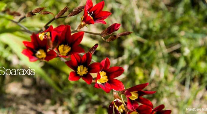 ¿Cómo cultivar Harlequin feminizada? Relajación medicinal sin perder claridad