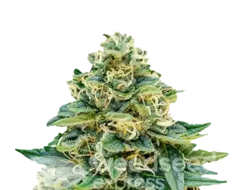 ¿Cómo cultivar Stardawg feminizada? Potencia perruna y sabor intenso