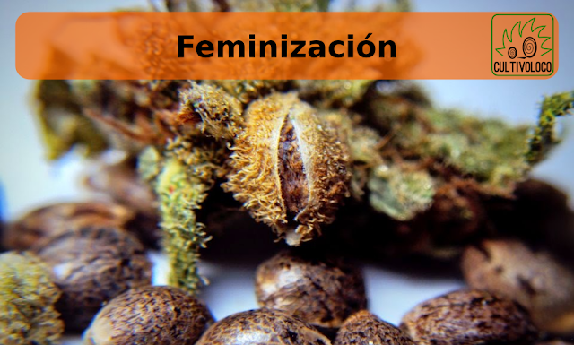 ¿Cómo feminizar semillas? Técnicas para cultivadores