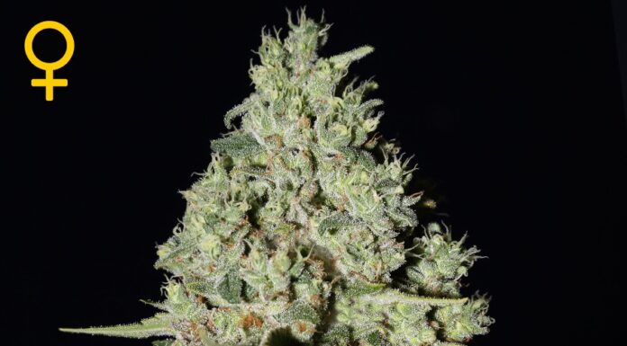¿Cómo cultivar Super Critical feminizada? Producción máxima asegurada