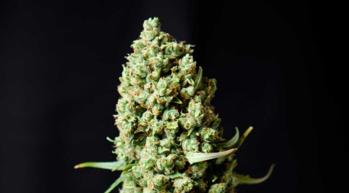 ¿Cómo cultivar Jack Herer x Super Skunk feminizada? Una supercombinación ganadora