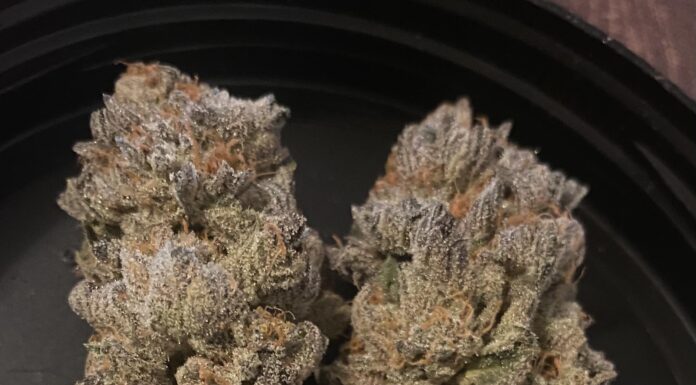 ¿Cómo cultivar Purple Urkle feminizada? Relajación intensa y aromas únicos
