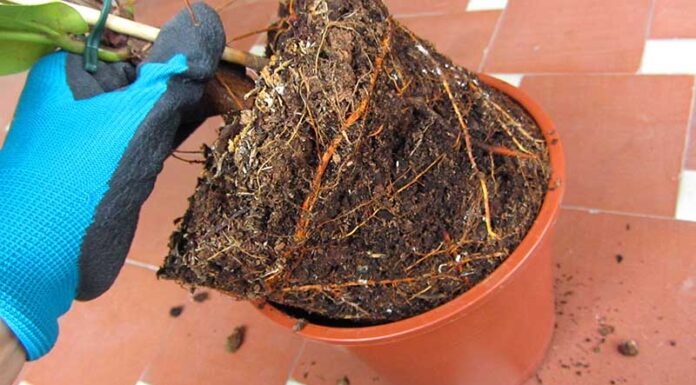 ¿Cómo cultivar Maple Leaf feminizada? Raíces afganas para grandes cosechas