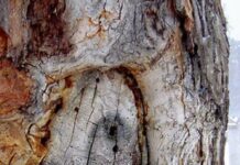 A Woman Among Women: Honest Reviews & Reflections